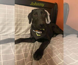 Labrador Retriever Dogs for adoption in Palatine/Kildeer/Buffalo grove, IL, USA