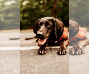 Maggie Moo - Female Labrador Retriever-Unknown Mix Dog for Adoption - Photo #2