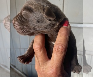 Labrador Retriever Puppy for sale in OSYKA, MS, USA