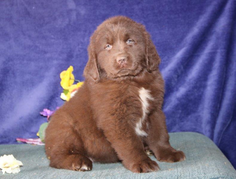 Medium Photo #1 Newfoundland Puppy For Sale in NEW HOLLAND, PA, USA