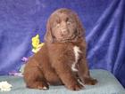 Small Photo #1 Newfoundland Puppy For Sale in NEW HOLLAND, PA, USA
