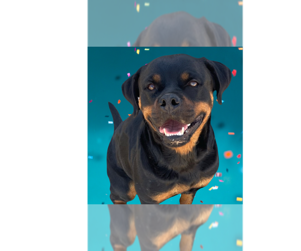 Medium Photo #1 Rottweiler Puppy For Sale in Gilbert, AZ, USA