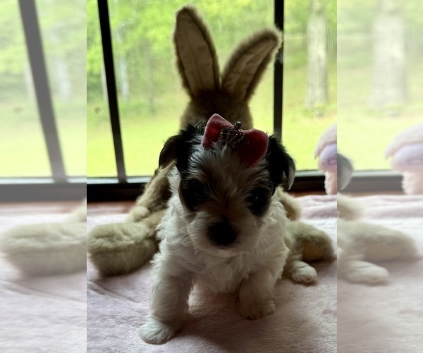 Medium Photo #2 Yorkshire Terrier Puppy For Sale in BROOKHAVEN, MS, USA