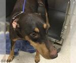 Small Doberman Pinscher