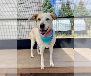 Akbash-Australian Kelpie Mix Dogs for adoption in Frisco, CO, USA