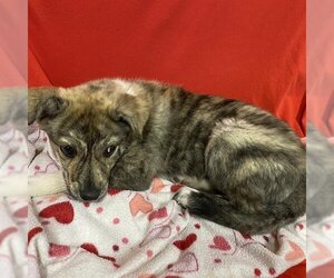 Catahoula Leopard Dog-Unknown Mix Dogs for adoption in Modesto, CA, USA