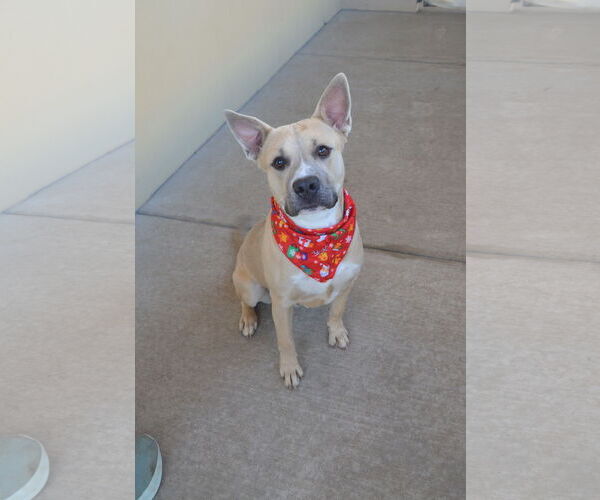 Medium Photo #1 Mutt Puppy For Sale in McKinney, TX, USA