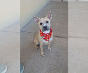 Mutt Dogs for adoption in McKinney, TX, USA