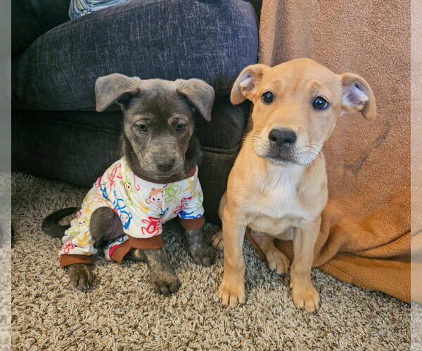 Medium Photo #6 Labrador Retriever-Unknown Mix Puppy For Sale in Sandy, UT, USA