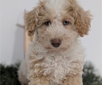 Small #3 Poodle (Toy)