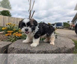 Shih Tzu Puppy for sale in GOSHEN, IN, USA
