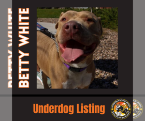 BETTY WHITE - Female Mutt Dog for Adoption - Photo #11