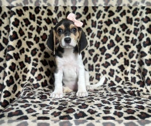Beagle Puppy for sale in LAKELAND, FL, USA