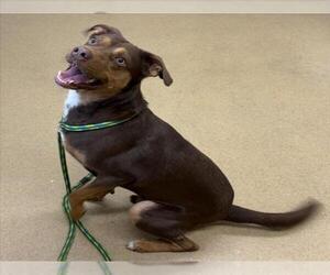 Labrador Retriever-Unknown Mix Dogs for adoption in Derwood, MD, USA
