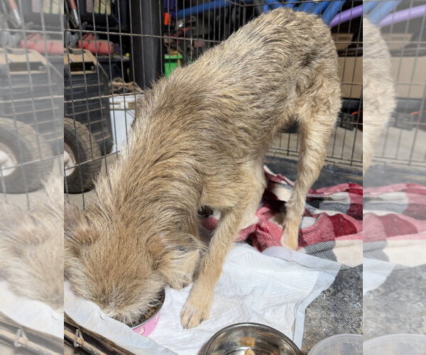 Medium Photo #4 Mutt Puppy For Sale in Grafton, WI, USA