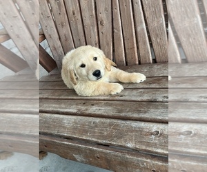 Golden Retriever Puppy for Sale in BROOKLINE, Missouri USA