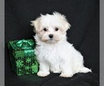 Small Photo #7 Maltese Puppy For Sale in ROCK VALLEY, IA, USA