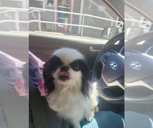 Mother of the Japanese Chin puppies born on 05/07/2025