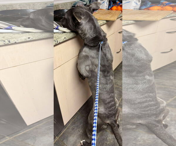 Medium Photo #23 American Pit Bull Terrier-Labrador Retriever Mix Puppy For Sale in Germantown, OH, USA