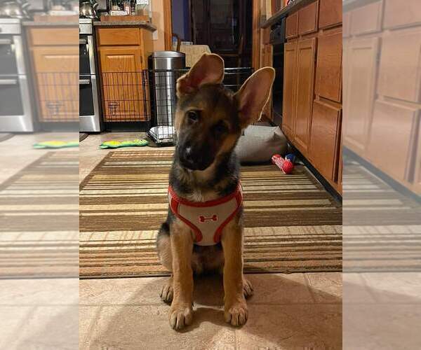 Medium Photo #38 German Shepherd Dog Puppy For Sale in LA FAYETTE, NY, USA