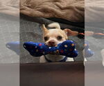 Small #9 Chihuahua Mix
