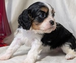 Small #5 Cavalier King Charles Spaniel