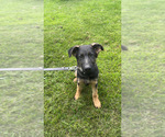 Puppy Hank German Shepherd Dog