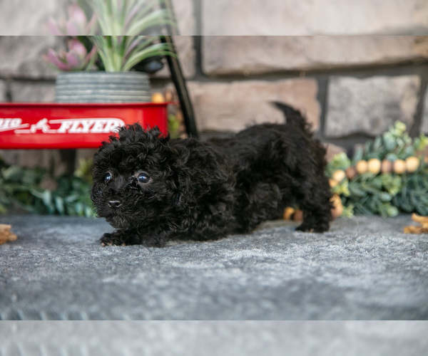 Medium Photo #10 Havapoo Puppy For Sale in SUGARCREEK, OH, USA