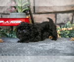Small Photo #10 Havapoo Puppy For Sale in SUGARCREEK, OH, USA