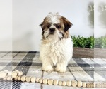 Small #4 Shih Tzu