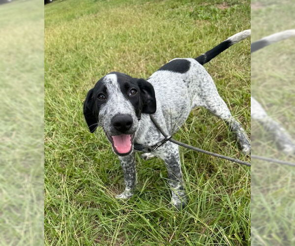 Medium Photo #1 Pointer-Unknown Mix Puppy For Sale in Tarrytown, GA, USA