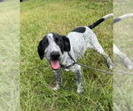 Small Pointer Mix