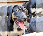 Small #4 Catahoula Leopard Dog-Rottweiler Mix