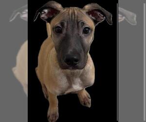 German Shepherd Dog-Unknown Mix Dogs for adoption in San Antonio, TX, USA