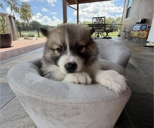 Pomsky Puppy for sale in WEBSTER, FL, USA