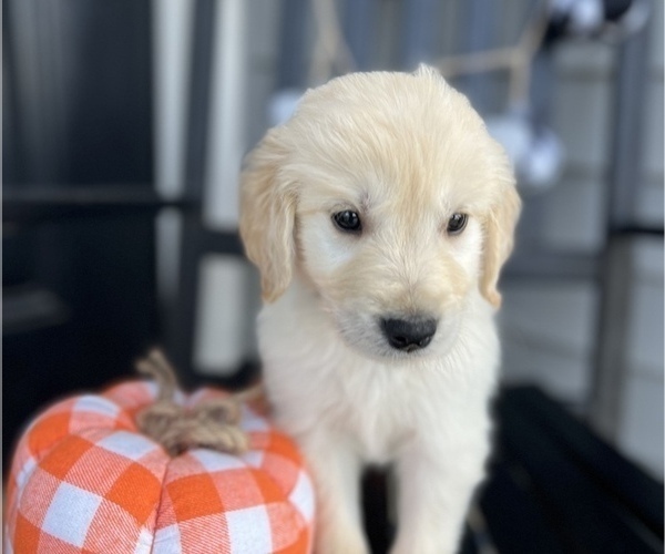 Medium Photo #1 Golden Retriever Puppy For Sale in FRANKLINTON, NC, USA