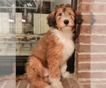 Small Photo #5 Cadoodle Puppy For Sale in PERU, IN, USA