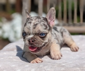 Medium French Bulldog