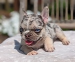 Puppy Eden French Bulldog