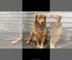 Father of the Golden Retriever puppies born on 10/24/2025