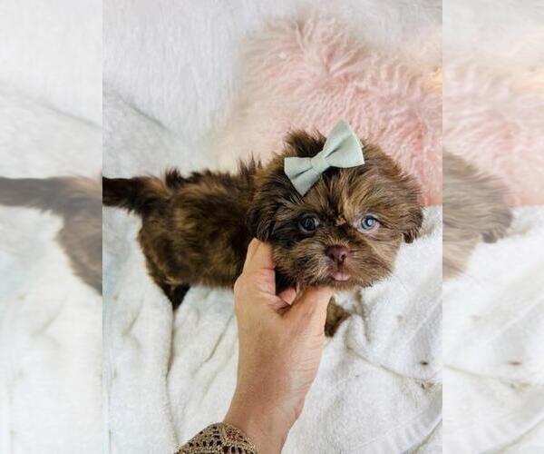 Medium Photo #2 Shih Tzu Puppy For Sale in MIAMI, FL, USA