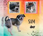 Small Shih Tzu