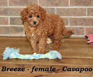 Cavapoo Puppy for sale in CLARKRANGE, TN, USA