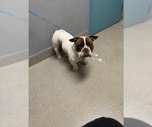 Bulldog-Unknown Mix Dogs for adoption in Las Vegas, NV, USA