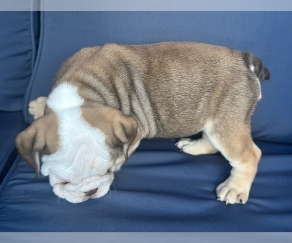 Medium Photo #21 English Bulldog Puppy For Sale in WEEKI WACHEE, FL, USA