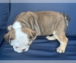 Small #20 English Bulldog