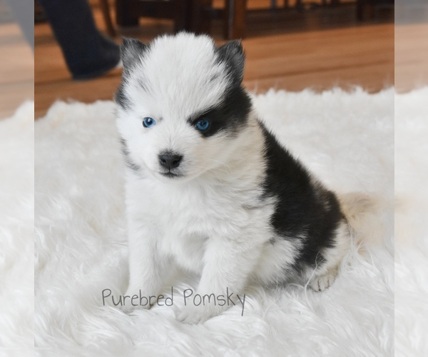 Medium Photo #3 Pomsky Puppy For Sale in KANSAS CITY, MO, USA