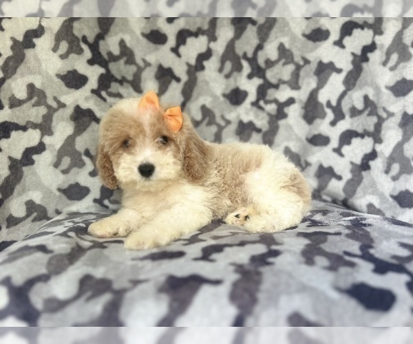 Medium Photo #7 Cock-A-Poo Puppy For Sale in LAKELAND, FL, USA