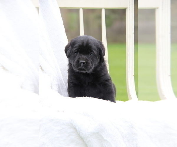 Medium Photo #16 Labrador Retriever Puppy For Sale in HYDE PARK, VT, USA