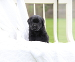 Small Photo #16 Labrador Retriever Puppy For Sale in HYDE PARK, VT, USA